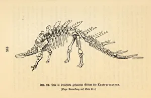 Skeleton of an extinct Kentrosaurus aethiopicus Skeleton of an extinct Kentrosaurus aethiopicus