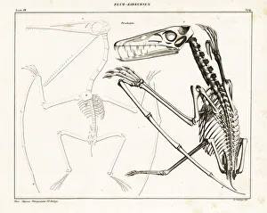 Skeleton of an extinct pterodactyl, Pterodactylus Skeleton of an extinct pterodactyl, Pterodactylus