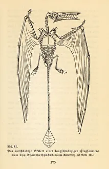 Skeleton of an extinct Rhamphorhynchus genus Skeleton of an extinct Rhamphorhynchus genus