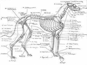 Images Dated 22nd December 2010: Skeleton of a greyhound