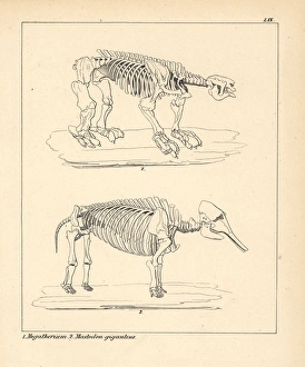Skeleton of the Megatherium, and Mastodon giganteus Skeleton of the Megatherium, and Mastodon giganteus