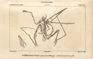 Skeleton of a Pterodactylus, an extinct carnivorous Skeleton of a Pterodactylus, an extinct carnivorous