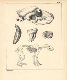Skeleton, skull and tooth of the cave bear, Ursus spelaeus Skeleton, skull and tooth of the cave bear, Ursus spelaeus