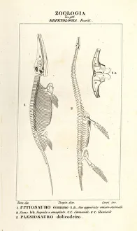 Skeletons of extinct dinosaurs Ichthyosaurus Skeletons of extinct dinosaurs Ichthyosaurus