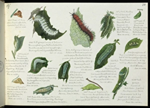 Sketchbooks of Lepidoptera, Margaret Fountaine Sketchbooks of Lepidoptera, Margaret Fountaine