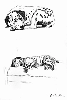 Sketches of a Dalmatian puppy by Cecil Aldin Sketches of a Dalmatian puppy by Cecil Aldin