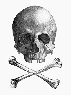 Scary Gallery: Skull and Crossbones