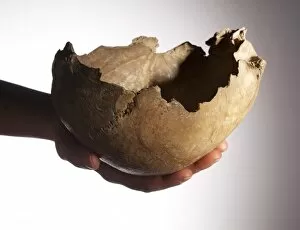 Haplorhini Gallery: Skull cup found at Goughs Cave