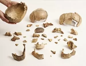 Haplorhini Gallery: Skull cups and bone fragments, Goughs Cave