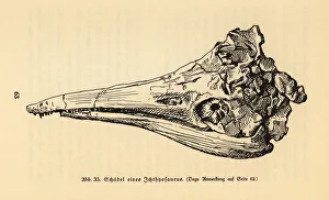 Skull of an extinct Ichthyosaurus genus Skull of an extinct Ichthyosaurus genus