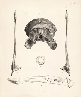 Skull, jaw and sclerotic bones of dodo Skull, jaw and sclerotic bones of dodo