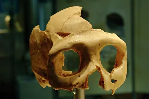 Skull of Neanderthal (Homo neanderthalensis) Skull of Neanderthal (Homo neanderthalensis)