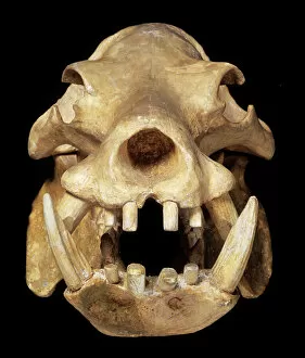 Eutheria Gallery: Skull of a pigmy hippo