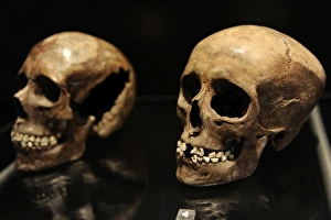 Skull of a young girl. 16 years old. 3500-3400 BC Skull of a young girl. 16 years old. 3500-3400 BC