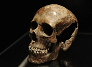 Nordic Gallery: Skull of a young girl. 18-20 years old. 3500-3400 BC