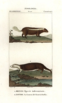 Skunk species, Mephitis mephitis?, and sea Skunk species, Mephitis mephitis?, and sea