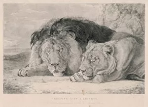 Wild Cat Gallery: Sleeping Lions / F. Lewis