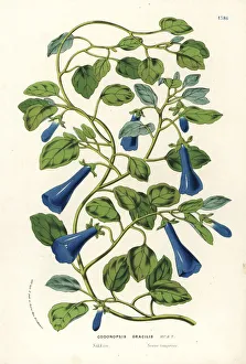 Slender bonnet bellflower, Codonopsis gracilis Slender bonnet bellflower, Codonopsis gracilis
