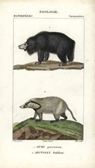 Sloth bear, Ursus ursinus (vulnerable) Sloth bear, Ursus ursinus (vulnerable)