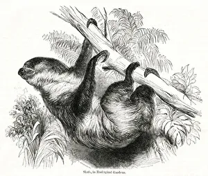 Sloth in the Zoological Society Gardens Sloth in the Zoological Society Gardens