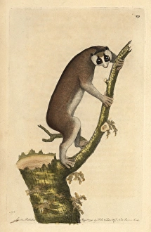 Slow-paced lemur or red slender loris, Loris tardigradus Slow-paced lemur or red slender loris, Loris tardigradus