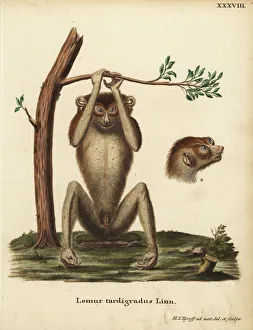 Slow-paced lemur or red slender loris, Loris Slow-paced lemur or red slender loris, Loris