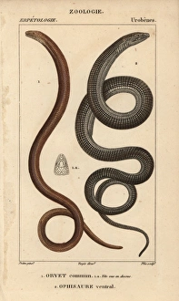 Slow worm, Anguis fragilis, and Eastern glass Slow worm, Anguis fragilis, and Eastern glass