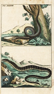 Slow-worm or blind worm and eastern glass lizard Slow-worm or blind worm and eastern glass lizard