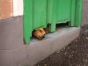 A small brown dog pushes its head under a rotting green door