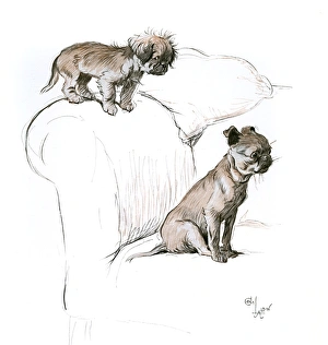 Two small dogs on a sofa Two small dogs on a sofa