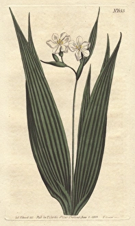 Small-flowered marica with white flowers, native Small-flowered marica with white flowers, native