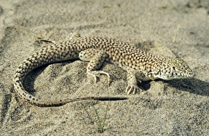 Small-spotted Lizard - in sand dunes of Central Small-spotted Lizard - in sand dunes of Central