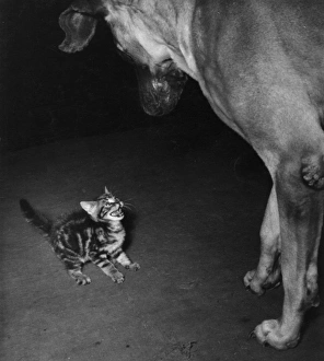 Small tabby kitten challenges big dog Small tabby kitten challenges big dog