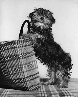 Small terrier dog with shopping basket Small terrier dog with shopping basket