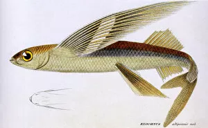 Critter Gallery: Smallhead Flying Fish Date: 1849