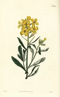 Erysimum Gallery: Smelly wallflower, Erysimum odoratum