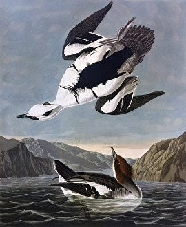 Smew, or White Nun, by John James Audubon Smew, or White Nun, by John James Audubon