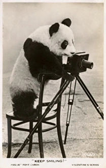 Keep Smiling! Young Giant Panda taking a photograph Keep Smiling! Young Giant Panda taking a photograph