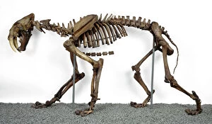 Eutheria Gallery: Smilodon fatalis, sabre-toothed cat