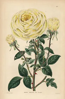 Smith's yellow noisette rose, Rosa indica var. Smithii Smith's yellow noisette rose, Rosa indica var. Smithii