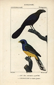 Smooth-billed ani, Crotophaga ani, and Amazonian Smooth-billed ani, Crotophaga ani, and Amazonian