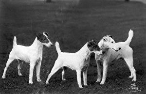 <b class=qtipBold><figcaption>Smooth Fox Terriers</figcaption></b><br>Three Smooth Fox Terriers, standing.<br><em>© Mary Evans Picture Library 2015 - https://copyrighthub.org/s0/hub1/creation/maryevans/MaryEvansPictureID/10437917</em> Smooth Fox Terriers