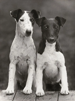 <b class=qtipBold><figcaption>Smooth Fox Terriers</figcaption></b><br>Two smooth fox terriers, probably young dogs, with black and white colouring; their front paws are up on a table or bench.<br><em>© Mary Evans Picture Library 2015 - https://copyrighthub.org/s0/hub1/creation/maryevans/MaryEvansPictureID/10437973</em> Smooth Fox Terriers