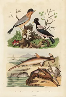 Fries Gallery: Smooth hammerhead shark, hammer oyster, brahminy