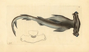 Smooth hammerhead shark, Sphyrna zygaena Smooth hammerhead shark, Sphyrna zygaena
