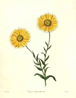 Smooth layia, Layia chrysanthemoides Smooth layia, Layia chrysanthemoides