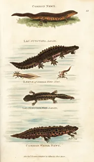 Smooth newt, male, female and larvae, Lissotriton vulgaris Smooth newt, male, female and larvae, Lissotriton vulgaris