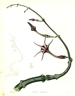 Snake creeper, Ceropegia stapeliiformis Snake creeper, Ceropegia stapeliiformis
