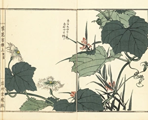 Snake gourd flower, and lesser ricefield sedge grass Snake gourd flower, and lesser ricefield sedge grass