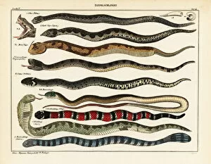 Horned Viper Gallery: Snake species